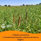 20kg de Sementes Milheto Brs 1501 Campo Farto