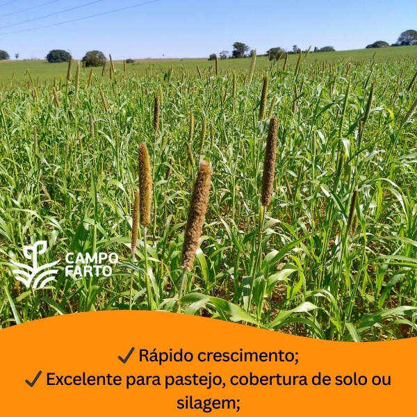 10 kg de Sementes Milheto Brs 1501 Campo Farto