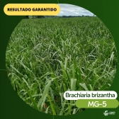 5 kg Semente Brachiaria Brizhanta MG-5 Convencional