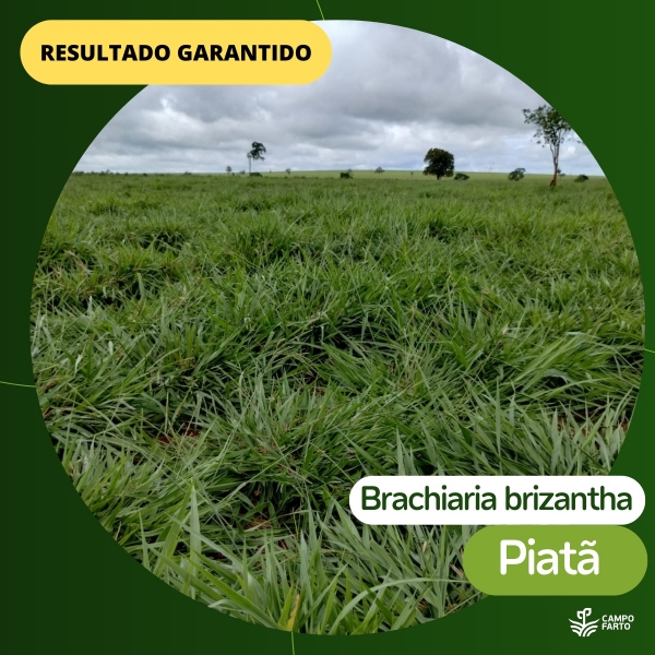 20kg Semente Brachiaria Brizantha Brs Piatã Vc50%