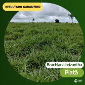 20kg Semente Brachiaria Brizantha Brs Piatã Vc50%