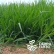Semente Brachiaria Decumbens Incrustada Matsuda 20kg