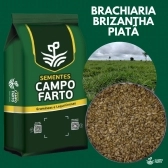 5kg Semente Brachiaria Brizhanta BRS Piatã Convencional