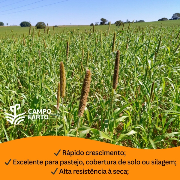 50 kg de Sementes Milheto Brs 1501 Campo Farto
