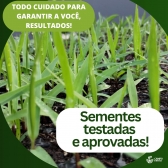 10kg Semente Panicum maximum cv. Mombaça Incrustada