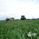 Sementes De Capim Brachiaria  Mg 4 Matsuda- 20kg