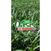 20kg De Semente Brachiaria Brizantha Mg 19 Oásis Matsuda
