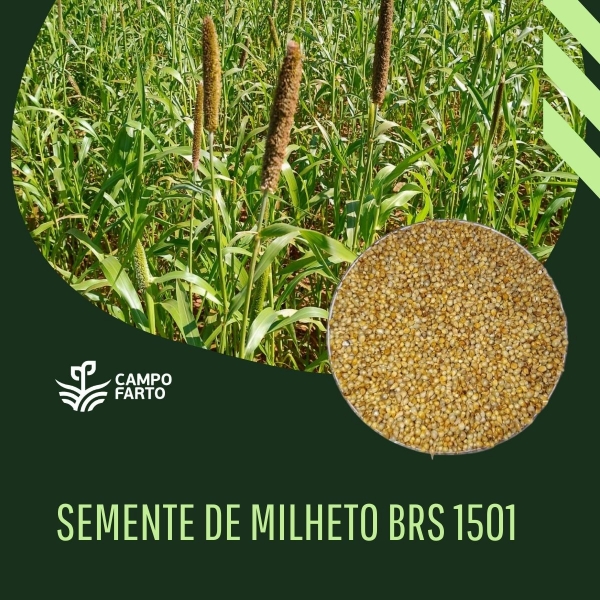 20kg de Sementes Milheto Brs 1501 Campo Farto