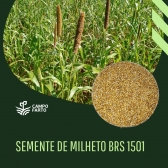 20kg de Sementes Milheto Brs 1501 Campo Farto
