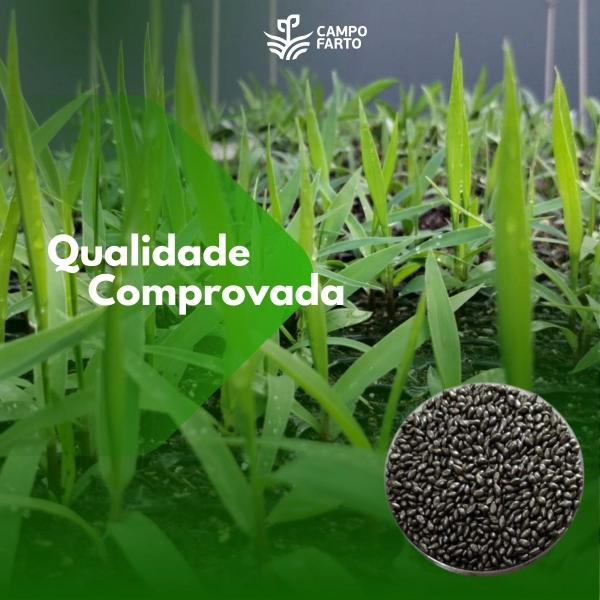 Semente Brachiaria Brizhanta MG -5 / xaraés Incrustada 10 Kg