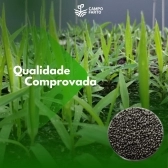 Semente Brachiaria Brizhanta MG -5 / xaraés Incrustada 10 Kg