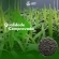 Semente Brachiaria Brizhanta MG -5 / xaraés Incrustada 10 Kg