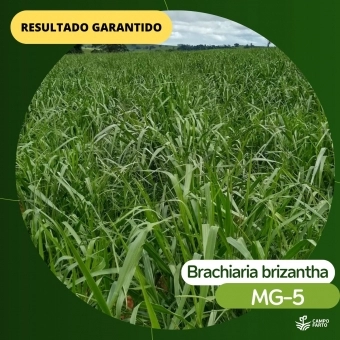Semente Brachiaria Brizhanta MG -5 / xaraés Incrustada 10 Kg
