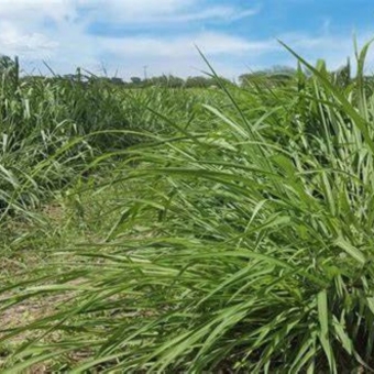 Semente De Capim Mg18 Áries Il Matsuda- 20kg