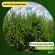 20kg Semente Brachiaria Brizhanta Marandu ( Braquiarão) vc 50% Convencional