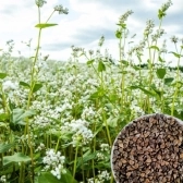 1 Kg Semente De Trigo Mourisco/trigo Sarraceno Campo Farto