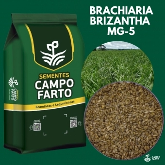 20kg Semente Brachiaria Brizhanta MG-5 Convencional