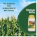 Inoculante Para Silagem De Milho Silomax Gold Matsuda- 200g