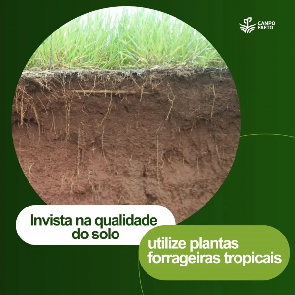 5kg Semente Brachiaria Brizhanta Marandu ( Braquiarão) Convencional VC 50%