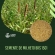 10 kg de Sementes Milheto Brs 1501 Campo Farto