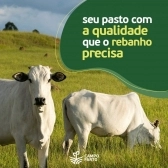 20 kg Semente Incrustada Capim Mg12 Paredão Matsuda