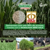 20 kg Semente Incrustada Capim Mg12 Paredão Matsuda