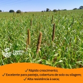 25 kg de Sementes Milheto Brs 1501 Campo Farto