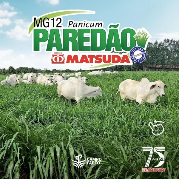 20 kg Semente Incrustada Capim Mg12 Paredão Matsuda