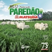 20 kg Semente Incrustada Capim Mg12 Paredão Matsuda