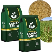 50 kg de Sementes Milheto Brs 1501 Campo Farto
