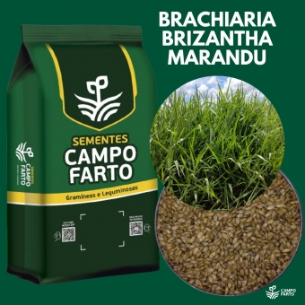 20 kg Semente Brachiaria Brizhanta Marandu (Braquiarão) Vc 36% Convencional