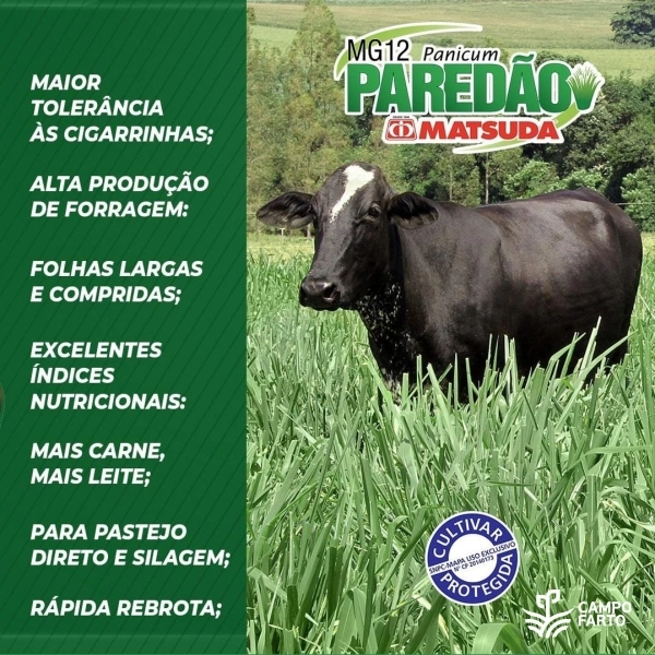 20 kg Semente Incrustada Capim Mg12 Paredão Matsuda