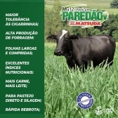 20 kg Semente Incrustada Capim Mg12 Paredão Matsuda