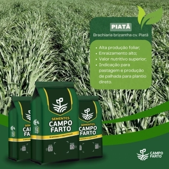 5kg Semente Brachiaria Brizantha Brs Piatã Vc50%