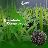 5 kg Semente Brachiaria Brizhanta MG-5 Convencional
