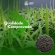 5 kg Semente Brachiaria Brizhanta MG-5 Convencional