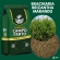 20kg Semente Brachiaria Brizhanta Marandu ( Braquiarão) vc 50% Convencional