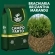20kg Semente Brachiaria Brizhanta Marandu ( Braquiarão) vc 50% Convencional