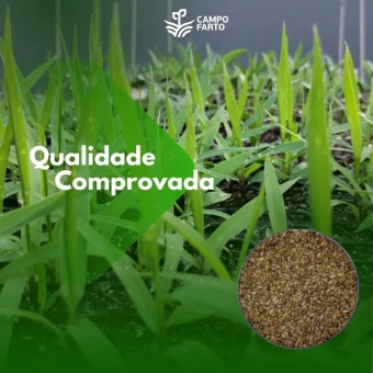 5kg Semente Brachiaria Brizhanta Marandu ( Braquiarão) Convencional VC 50%