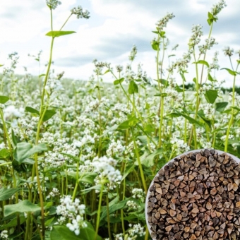 10 Kg Semente De Trigo Mourisco/trigo Sarraceno Campo Farto