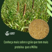 25 kg de Sementes Milheto Brs 1501 Campo Farto