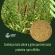 25 kg de Sementes Milheto Brs 1501 Campo Farto