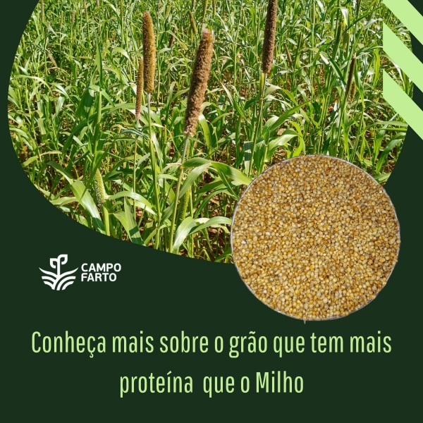 50 kg de Sementes Milheto Brs 1501 Campo Farto