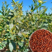10kg Sementes De Feijão Guandu Anão