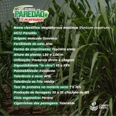 Semente Incrustada Capim Mg12 Paredão Matsuda- 20KG