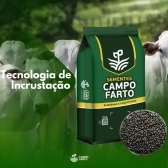 Semente Brachiaria Brizhanta MG -5 / xaraés Incrustada 10 Kg