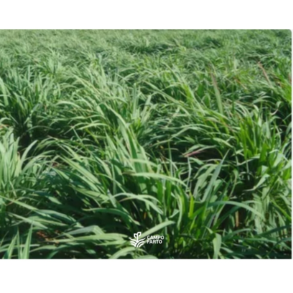 Semente Andropogon Matsuda- 20Kg
