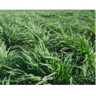 Semente Andropogon Matsuda- 20Kg