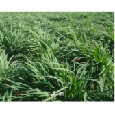 Semente Andropogon Matsuda- 20Kg