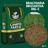 10kg Semente Brachiaria Brizhanta MG-5 Convencional